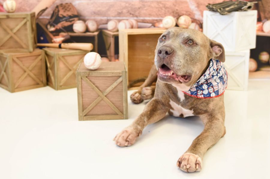 Top outfits for my pet this Halloween 2023