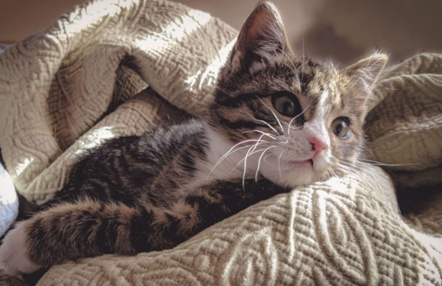 How Often Should a Cat Have a Health Check?