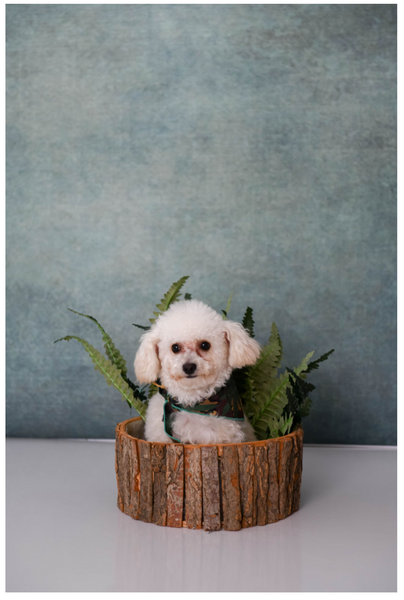 Elevate Your Pet's Wellness with HarleyBee: A Haven for Healthy Treats and CBD Delights
