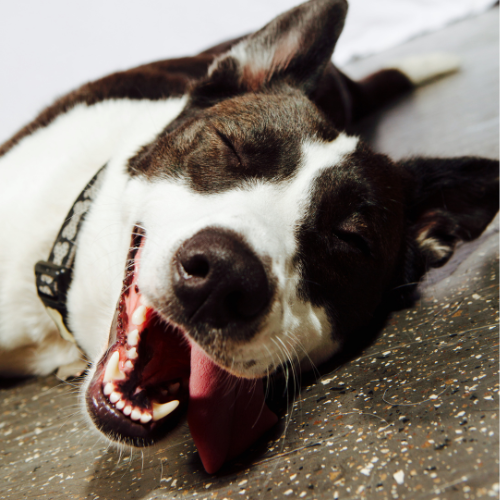 5 Ways To Lift Your Dog's Mood
