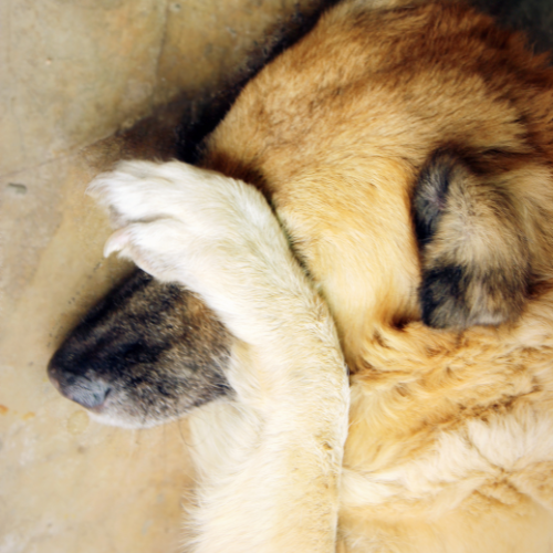 Behavioral Cues To Gauge Your Dog's Shyness