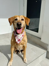 Load image into Gallery viewer, Flannel Candy Cane Bandana

