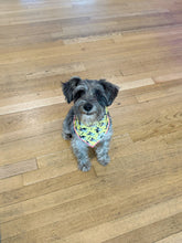 Load image into Gallery viewer, Frenchie Yellow Bandana
