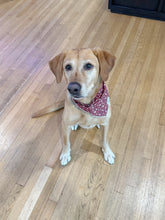 Load image into Gallery viewer, Christmas Rejoice Bandana

