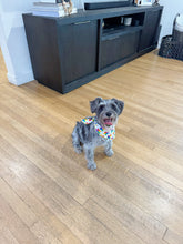 Load image into Gallery viewer, Pride Star Bandana
