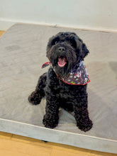 Load image into Gallery viewer, Christmas Doggy Black Bandana
