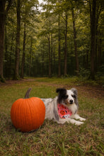 Load image into Gallery viewer, Halloween Midnight Mischief
