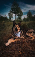 Load image into Gallery viewer, Birthday Lets Celebrate Bandana

