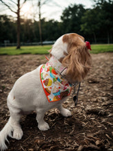 Load image into Gallery viewer, Birthday Cupcakes Bandana
