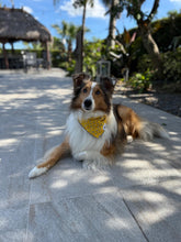 Load image into Gallery viewer, Bumblebee Bandana
