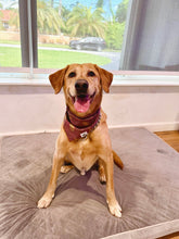 Load image into Gallery viewer, Christmas Golden Tree Bandana
