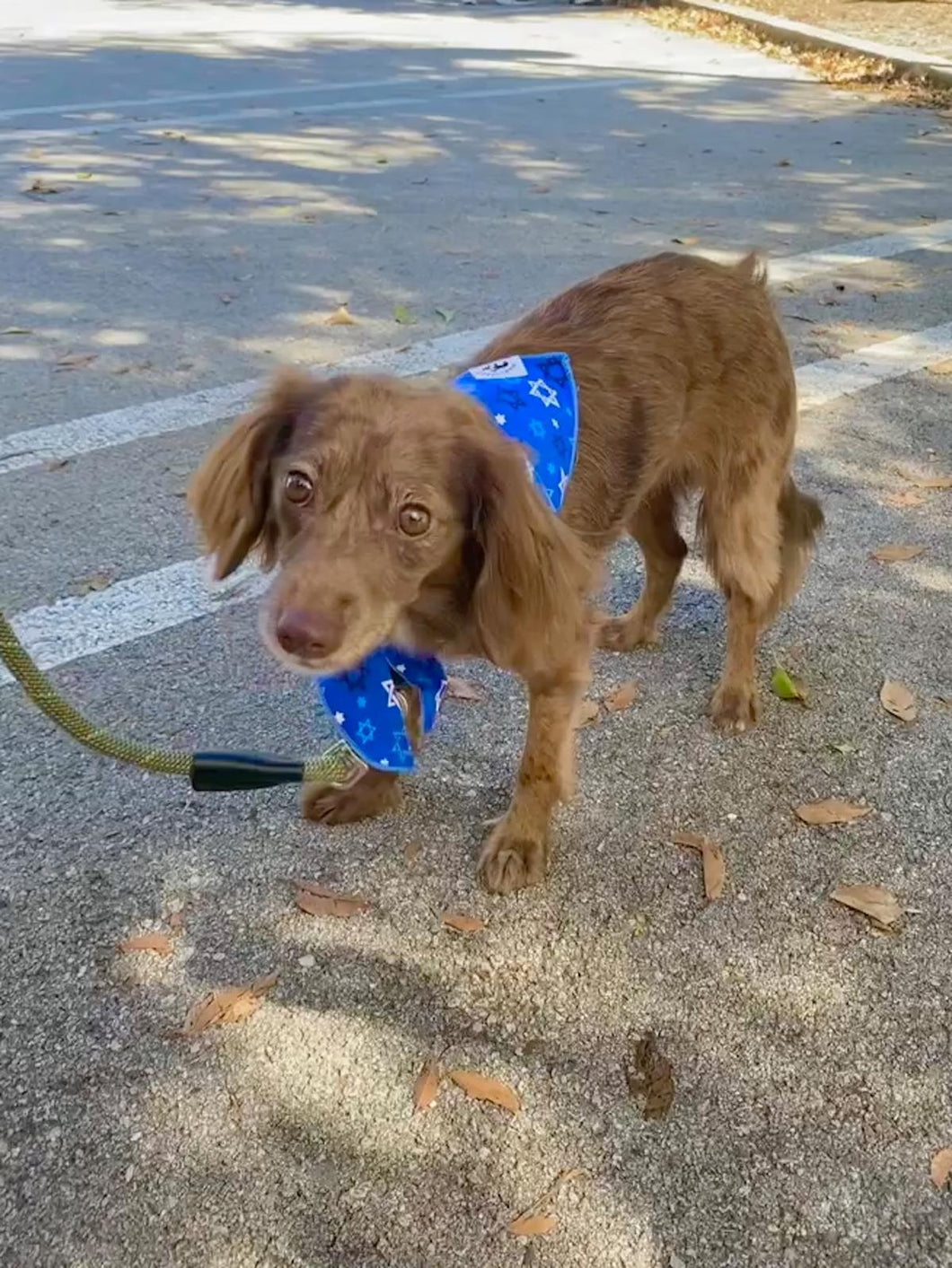 Hanukkah  Blue Stars Bandana