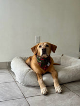 Load image into Gallery viewer, Christmas Stocking Stuffer Bandana
