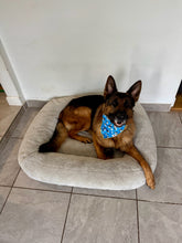 Load image into Gallery viewer, Frenchie Blue Bandana
