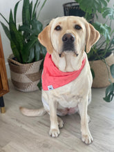 Load image into Gallery viewer, Lace Coral Bandana
