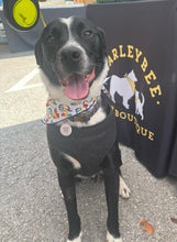 Load image into Gallery viewer, Pride Peace &amp; Love Bandana
