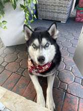 Load image into Gallery viewer, Sports FSU Bandana
