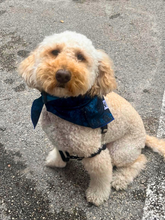 Load image into Gallery viewer, Swirl Azule Gold Bandana
