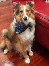 Load image into Gallery viewer, Star Light Bandana
