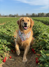 Load image into Gallery viewer, Cherry Bandana
