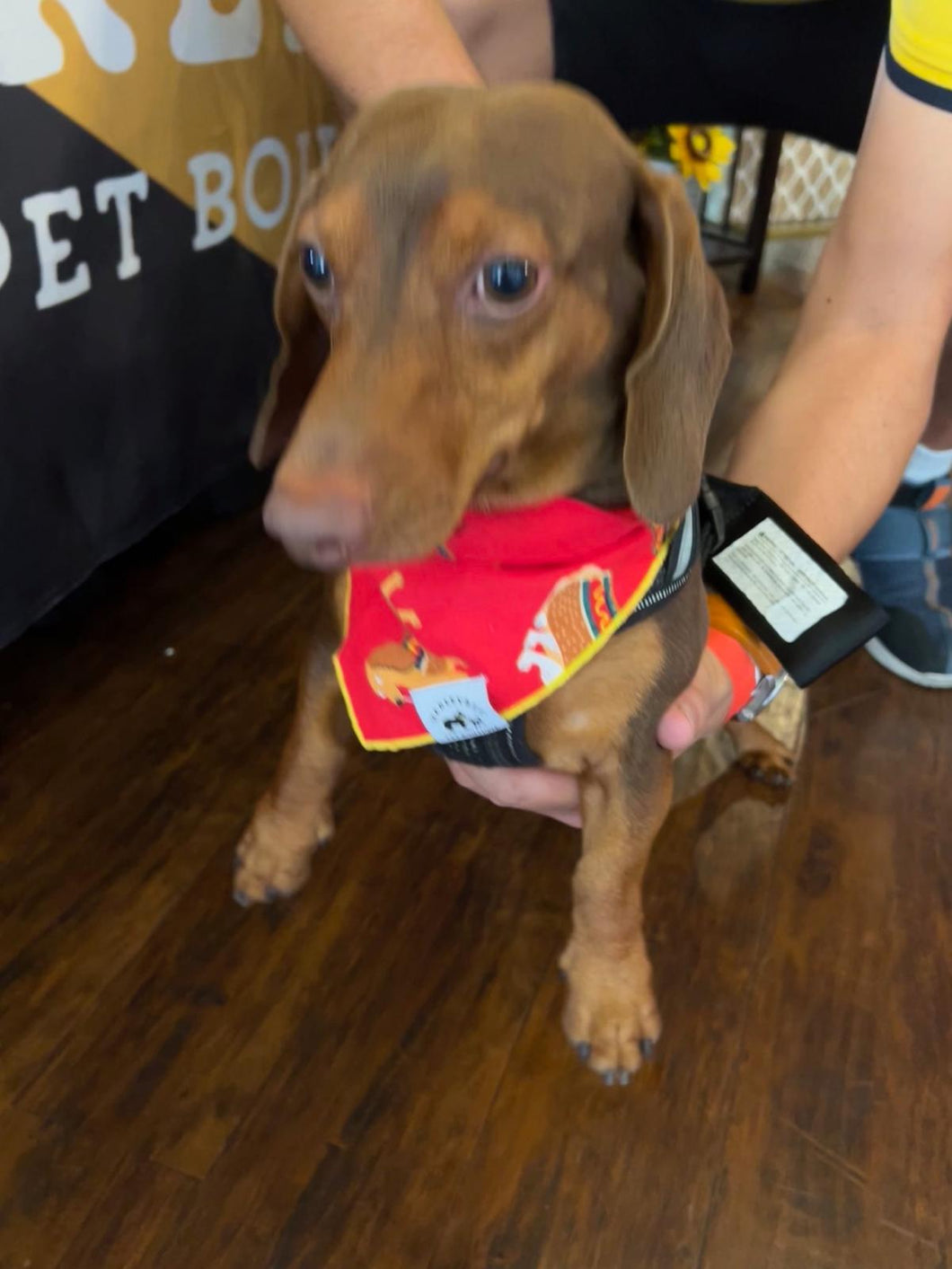 Cartoon That's A Hot Dog Bandana