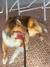 Load image into Gallery viewer, Polkadot Apricot Bandana
